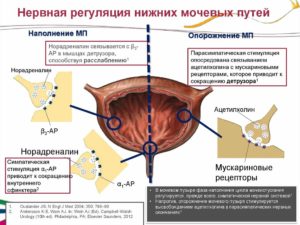 Влияние магнезии на мочевой пузырь