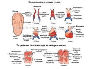 Эмбрион увеличивается в размерах, а сердцебиения нет