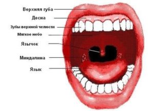 Миндалина разделена на 2 части