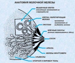 Выделения из железы монтгомери