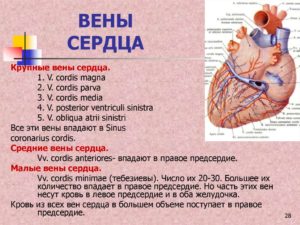 Может ли по венам дойти до сердца