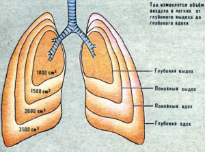 Движение воздуха в лёгком