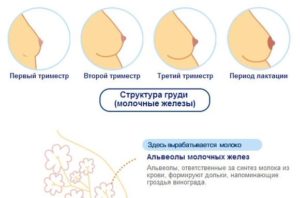 Набухают соски после секса