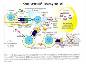 Дисбаланс т-клеточного звена