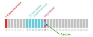 Можно ли забеременеть за 3 дня до овуляции