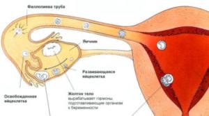 Мучает боль во время овуляции