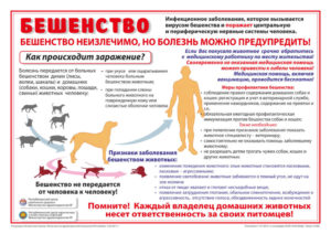 Можно ли заразиться бешенством от обычного мяса