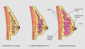 Возможна ли повышенная чувствительность сосков в конце цикла?