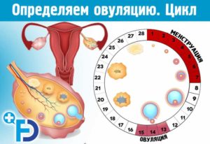 Можно ли забеременеть на следующий день после окончания менструации?