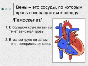 Может ли по венам дойти до сердца