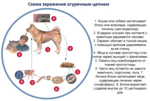 Мог ли ребенок заразиться от собаки?!