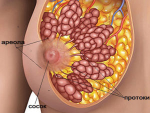 Внутренний сосок