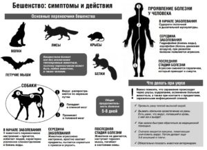 Возможно ли бешенство