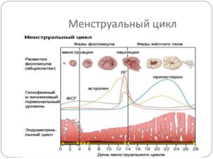 Может ли последствия инсульта влиять на менструальный цикл