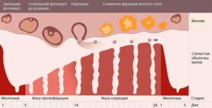 Месячные на 17 день МЦ