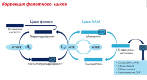 Дефицит фолатного цикла