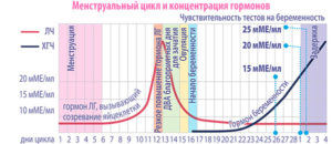 Менструальный цикл стал 24 дня