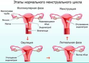 Менструация в день свадьбы