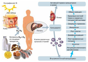 Витамин Д, кальций и железо в крови