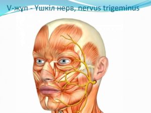 Воспаление тройничного нерва