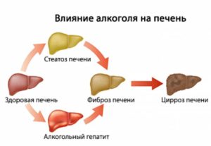 Воздействие КОК на печень