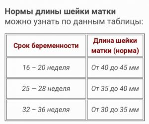 Длина шейки матки при многоплодной беременности