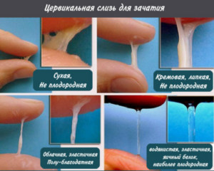 Можно ли забеременеть от смазки при половом акте