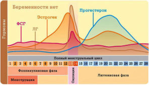 Менструальный цикл стал 24 дня