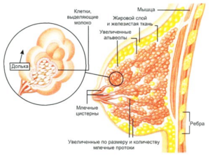 Добавочная долька молочной железы, период ГВ