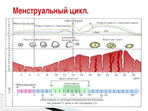 Менструальный цикл длится 3 дня