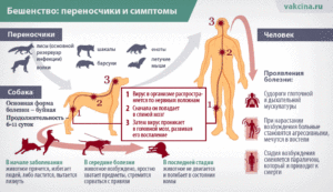 Можно ли заразиться бешенством без укуса?