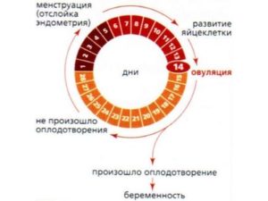 Можно ли забеременеть за день до месячных