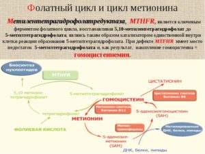 Мутации фолатного цикла при беременности