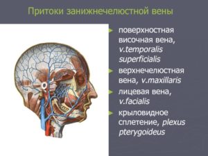 Вены в височной области