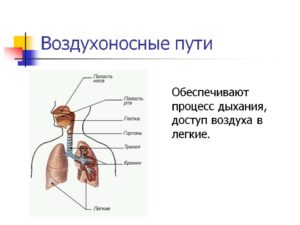 Движение воздуха в лёгком