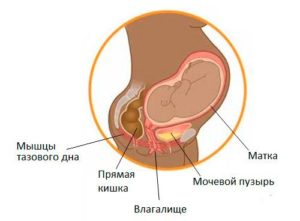 Влияние магнезии на мочевой пузырь