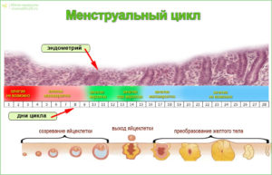 Менструальный цикл стал 24 дня