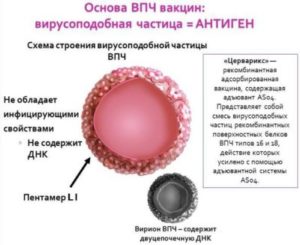 ВПЧ 56 тип и беременность