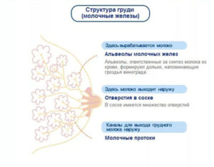 Долго идут месячные и болит грудь