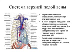 Впалая вена