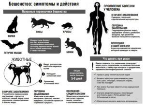 Можно ли заразиться бешенством от обычного мяса