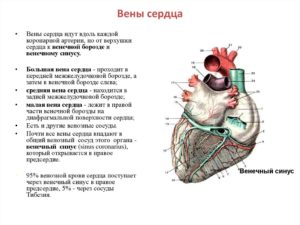 Может ли по венам дойти до сердца