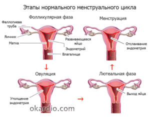 Второй раз пошли месячные