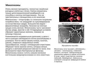 Микоплазма гениталиум и хоминис, разница в результатах