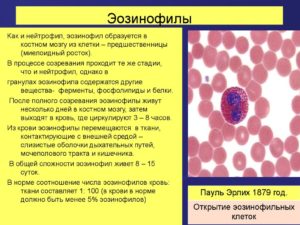 Эозинофилы крови
