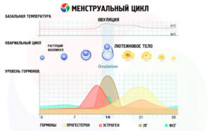 Может ли при повышенном гормона ТТГ нарушается менструальный цикл?