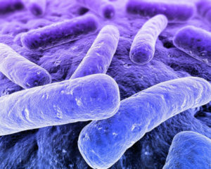 Впч 16,18, Lactobacillus, Enterobacteriaceae, Staphylococcus, Gardnerella, и др