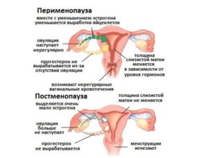 Месячные и климакс