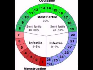Вероятность беременности при незащищенном па в период овуляции