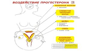 Менструация прошла, а грудь не уменьшилась